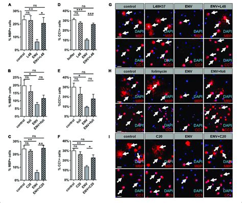 Mbp And Cc1 Expression During Spontaneous Oligodendroglial Precursor