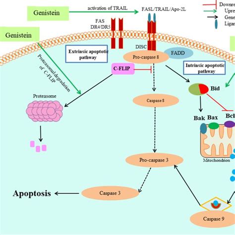 The Effect Of Genistein On Both Extrinsic And Intrinsic Apoptotic