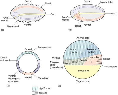 The Conserved Dorsal Ventral Patterning System Of Arthropods And