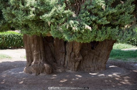 Photo Of Years Old Cypress Tree Abarqu Iran