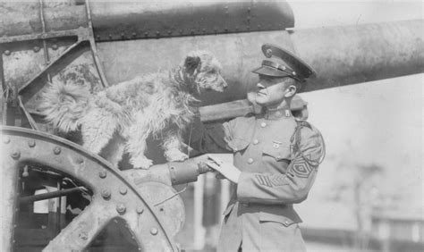 Rags The Paris Terrier Wwi Mascot Australian Dog Lover