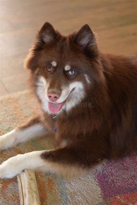 Pomsky dog stock photo. Image of cute, pomaranian, brown - 213388550