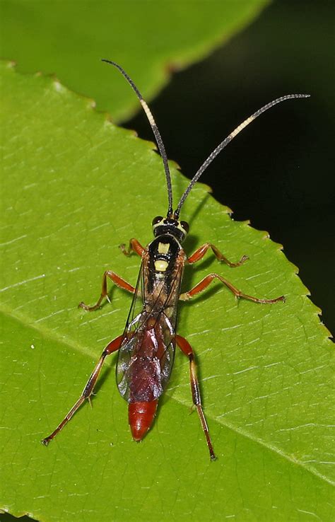 Ichneumon Wasp Julie Metz Wetlands Woodbridge Virginia Flickr