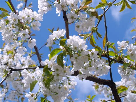 Immagini Belle Albero Ramo Fiorire Bianca Fioritura Cibo