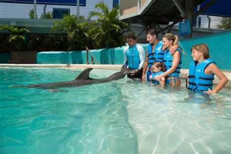 Swim With Dolphins Ride Interactive Aquarium Cancun Getyourguide