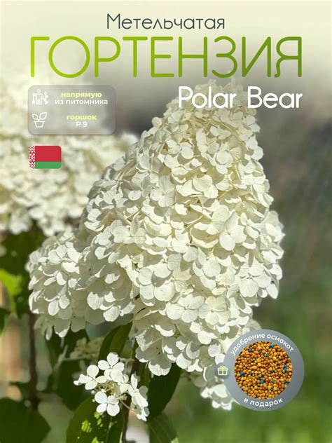 КФХ "Изумрудная миля" Метельчатая гортензия "Polar Bear"