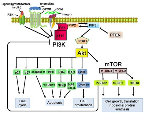 Cancers Free Full Text The Role Of Pi K Akt Mtor Signaling In