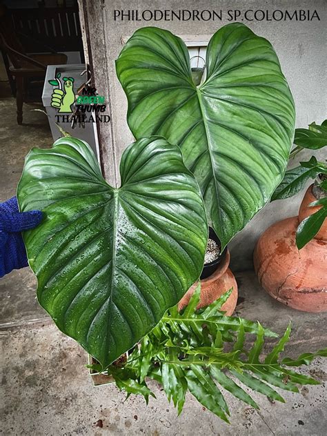 Philodendron Sp Columbia Artofit