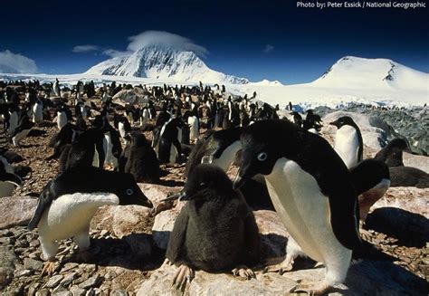 Interesting facts about Adélie penguins | Just Fun Facts