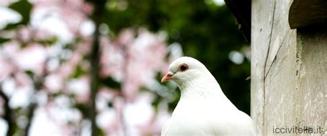 Dove Si Trova Porto Rico Guida Alla Scoperta Dellisola