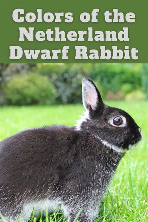 Netherland Dwarf Rabbit Colors - Every Bunny Welcome