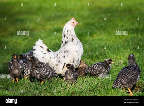 Mother Hen And Her Fledglings The Mother Hen Is A Stoapiperl Chicken