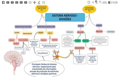 Divisões Funcionais Do Sistema Nervoso - Divisoes Do Sistema Nervoso Periferico