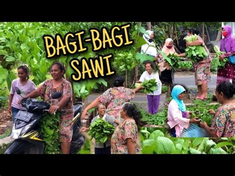 Bagi Bagi Hasil Kebun Alhamdulillah Panen Akeh Lur Youtube