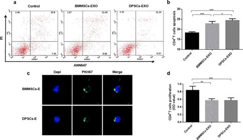 BMMSCs E And DPSCs E Increase The Apoptosis And Inhibit Proliferation