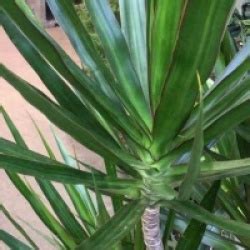 Dragonnier Green Dracaena Marginata Green