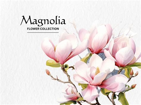 Watercolor Magnolia Flowers Clipart Bundle Watercolor Magnolia Flowers