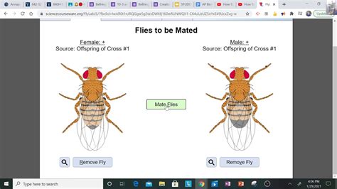 Fruit Fly Lab Youtube