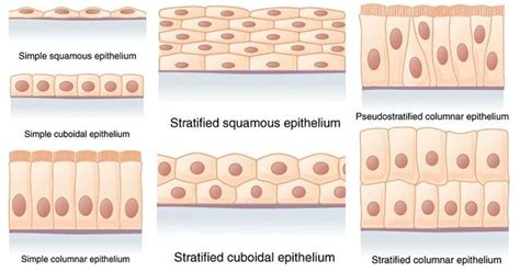 Epithelial Tissue Definition Types Functions Examples Epithelial