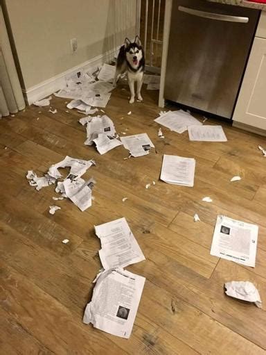 Teacher Reveals Dog Ate Her Students Homework