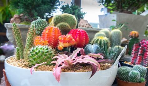 Cómo hacer un mini jardín de cactus y suculentas en casa