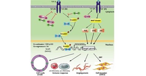 Transforming growth factor Beta - New