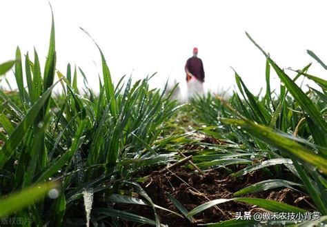 土壤濕、播種晚的小麥，在種植管理上應當注意哪些問題？ 每日頭條