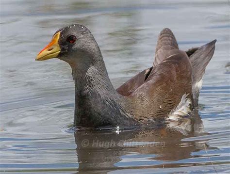 Hugh Chittenden - Moorhen Photographs