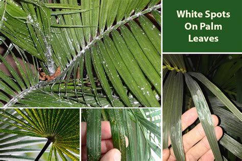 White Spots On Palm Tree Leaves Causes Cure EmbraceGardening