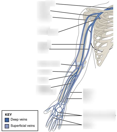 Block 2 Venous Drainage Of Arm Diagram Quizlet