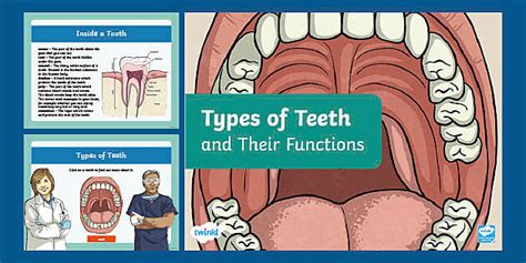 Types Of Teeth And Their Functions Powerpoint For Rd Th Grade