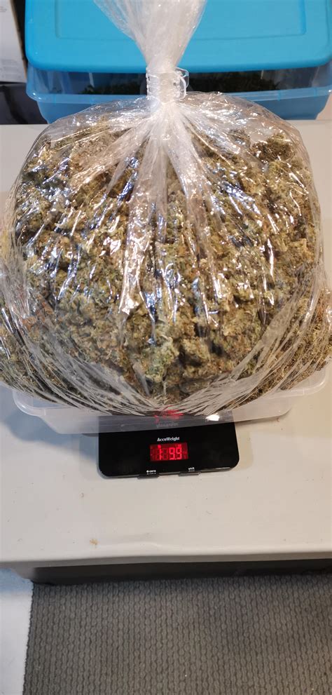 1lbs 9.9oz.... just for my doubter u/primo-_- : r/microgrowery