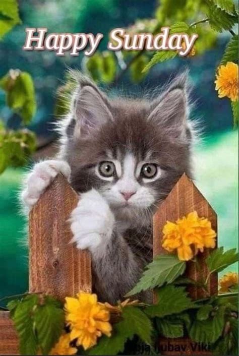 Cat On Fence - Happy Sunday Pictures, Photos, and Images for Facebook ...