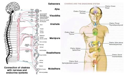 Physics Of Seven Chakras And How To Balance Chakras Correctly Life