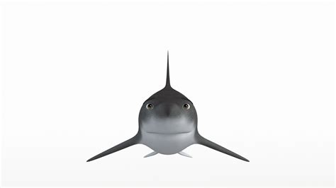 3D Shark Model - TurboSquid 2165452