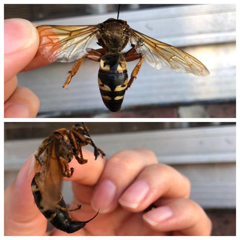 Cicada Hunter Wasp