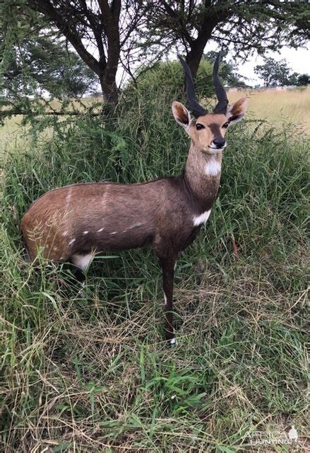 2016 Bushbuck | AfricaHunting.com