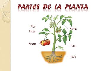 Blog del Centro Escolar Clarisa Cárdenas Las plantas angiospermas