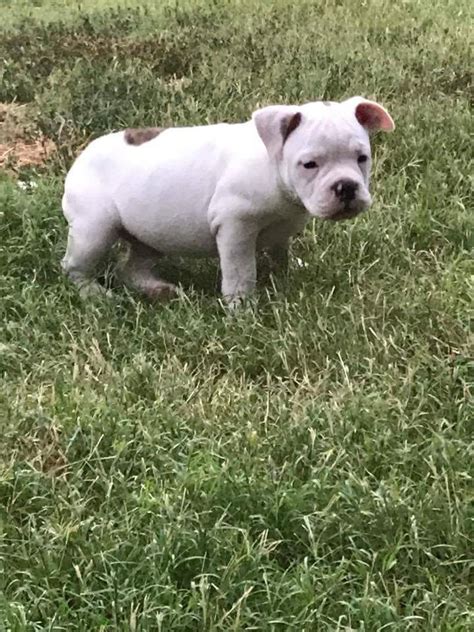 Old English Bulldog Puppies For Sale | Dallas, TX #232487