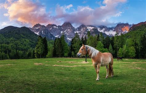 Wallpaper Field Forest Landscape Mountains Nature Horse Horse