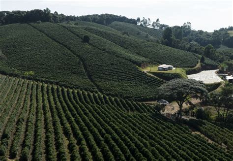 Sudoeste de Minas Gerais ganha marca para valorizar qualidade do café