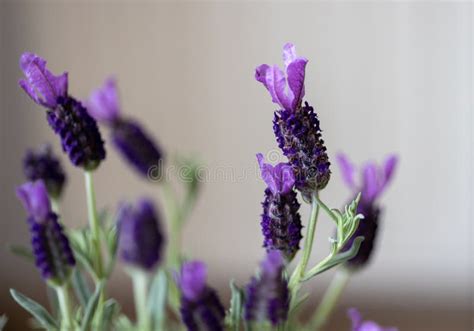 Butterfly Lavender Flowers in Detail Stock Image - Image of floral ...