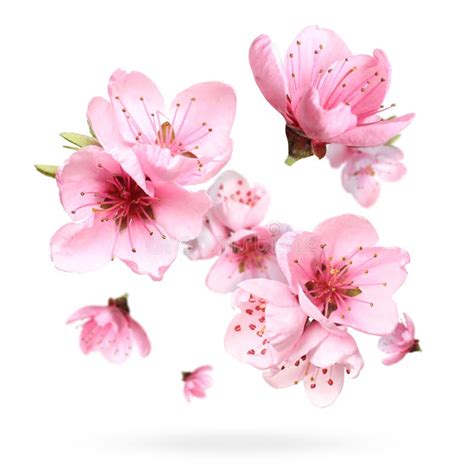 Hermosas Flores De Sakura Cayendo Sobre Fondo Blanco Temporada De