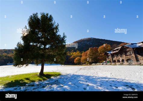 Snowy landscape with a Christmas Tree Stock Photo - Alamy