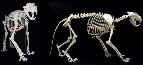 The Skeleton Of A Lion Panthera Leo An 1420 Restored And Mounted For