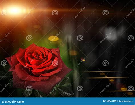 Red Rose On Abstract Bokeh Stock Image Image Of Elegant 102348485