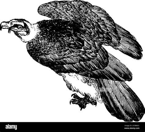 Vulture In Air Stock Vector Images Alamy