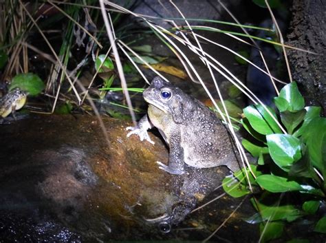 The Time Of The Season Guttural Toads Go A Courting Letting Nature