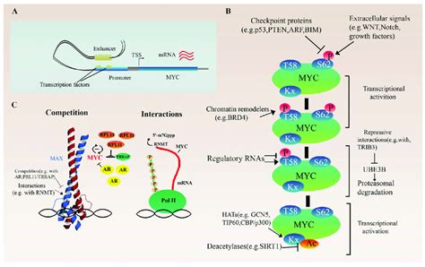 Regulation Of MYC Proto Oncogene A Transcriptional Regulation Of