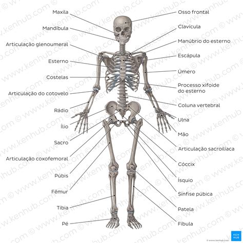 Quanto Custa Um Corpo Humano Librain